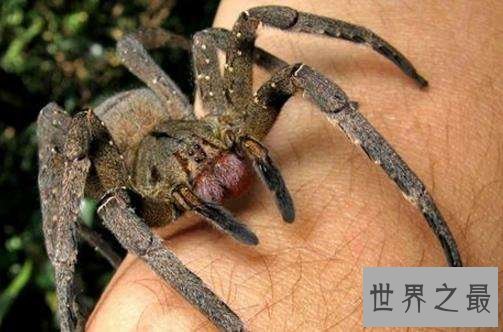 世界十大毒蜘蛛 第四名叫黑寡妇，第一极具攻击性