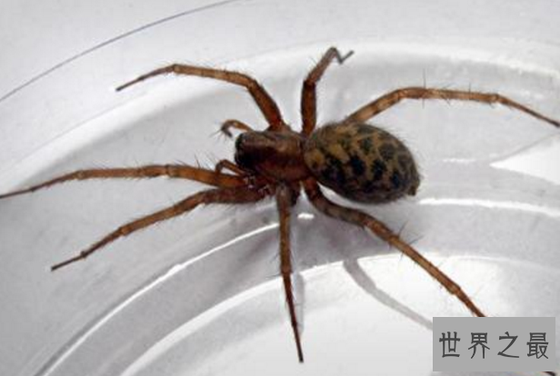 世界十大毒蜘蛛 第四名叫黑寡妇，第一极具攻击性