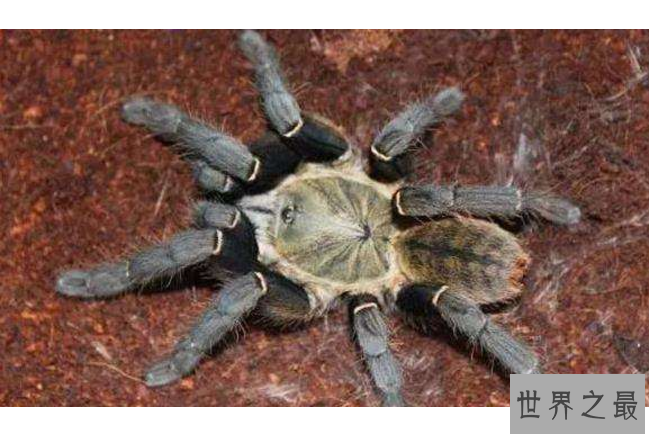 世界十大毒蜘蛛 第四名叫黑寡妇，第一极具攻击性