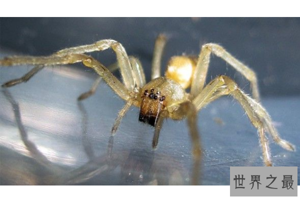 世界十大毒蜘蛛 第四名叫黑寡妇，第一极具攻击性