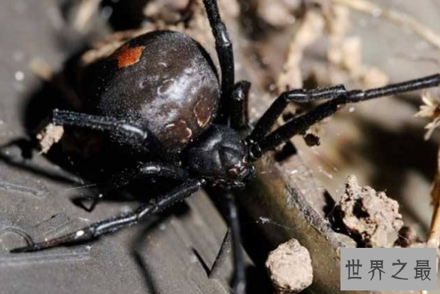 世界十大毒蜘蛛 第四名叫黑寡妇，第一极具攻击性