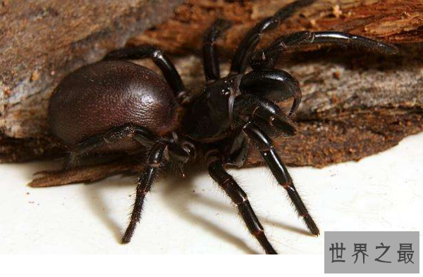 世界十大毒蜘蛛 第四名叫黑寡妇，第一极具攻击性