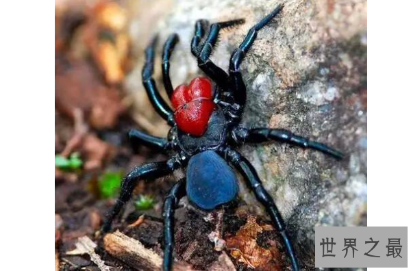 世界十大毒蜘蛛 第四名叫黑寡妇，第一极具攻击性