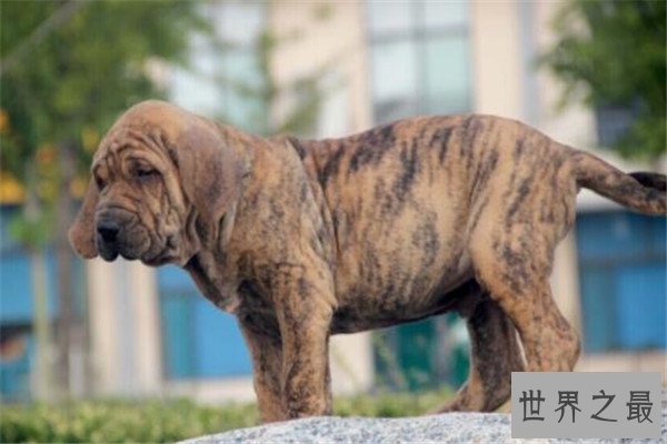 世界十大恶犬 加纳利犬致人死亡次数最多，第三竟然是国宝