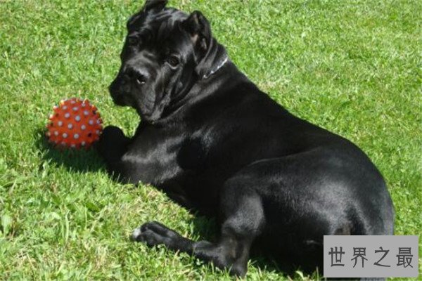 世界十大恶犬 加纳利犬致人死亡次数最多，第三竟然是国宝