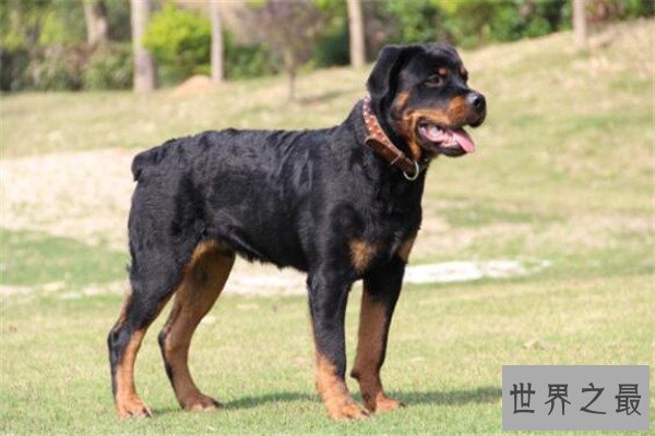 世界十大恶犬 加纳利犬致人死亡次数最多，第三竟然是国宝