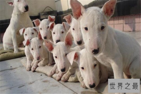 世界十大恶犬 加纳利犬致人死亡次数最多，第三竟然是国宝