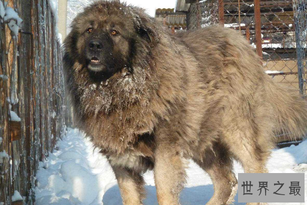 世界十大最凶猛狗 比特犬最凶猛，藏獒仅列第五