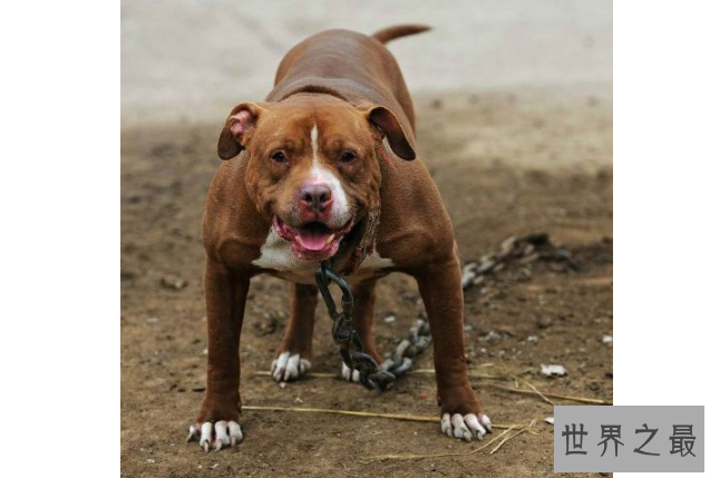 世界十大最凶猛狗 比特犬最凶猛，藏獒仅列第五