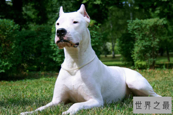 世界十大最凶猛狗 比特犬最凶猛，藏獒仅列第五