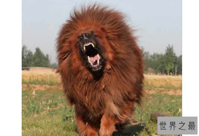 世界十大最凶猛狗 比特犬最凶猛，藏獒仅列第五