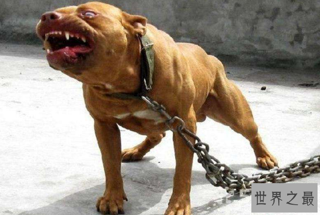 世界十大最凶猛狗 比特犬最凶猛，藏獒仅列第五