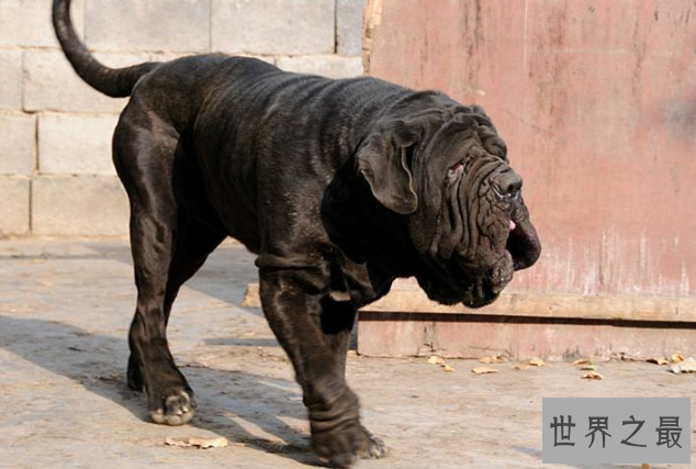 世界十大最凶猛狗 比特犬最凶猛，藏獒仅列第五