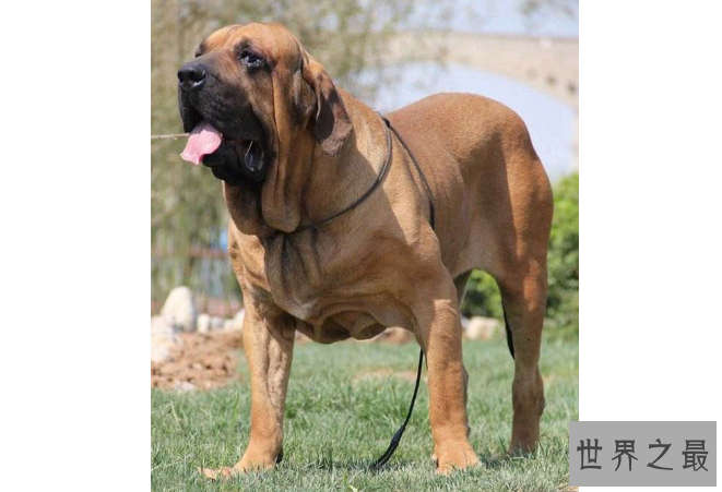 世界十大最凶猛狗 比特犬最凶猛，藏獒仅列第五