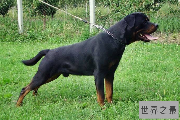 世界十大最凶猛狗 比特犬最凶猛，藏獒仅列第五