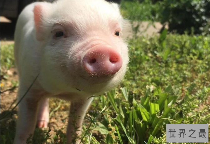 世界最笨的七大动物 国宝上榜，第一竟然是袋鼠