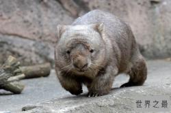 世界最笨的七大动物 国宝上榜，第一竟然是袋鼠