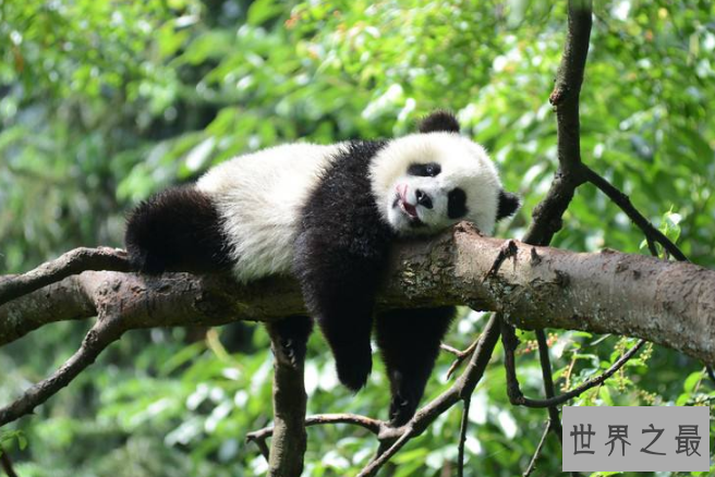 世界最笨的七大动物 国宝上榜，第一竟然是袋鼠