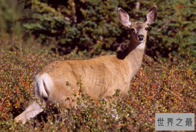 世界最笨的七大动物 国宝上榜，第一竟然是袋鼠
