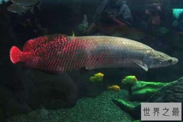 世界最笨的七大动物 国宝上榜，第一竟然是袋鼠