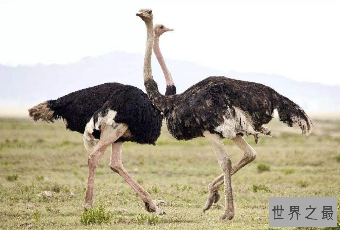 世界最笨的七大动物 国宝上榜，第一竟然是袋鼠