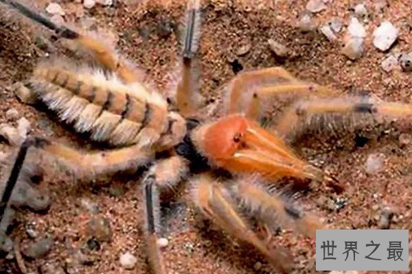 最恶心的十大昆虫