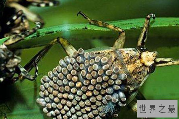 最恶心的十大昆虫