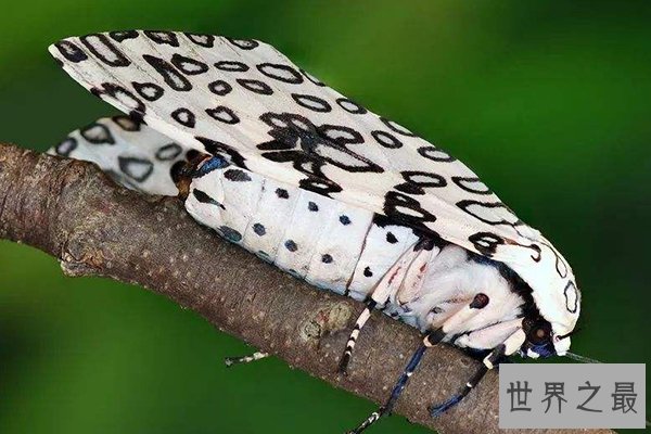 最恶心的十大昆虫