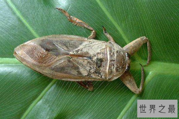 最恶心的十大昆虫