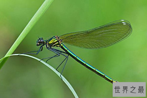 最恶心的十大昆虫