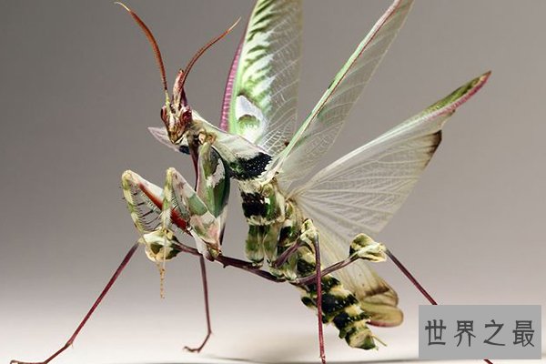 最恶心的十大昆虫