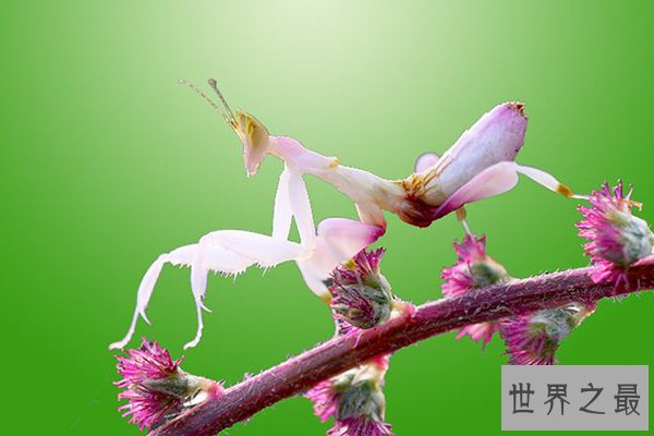 最恶心的十大昆虫