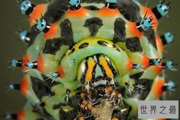 最恶心的十大昆虫