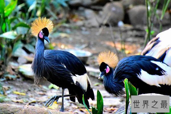 世界十大最美鸟类