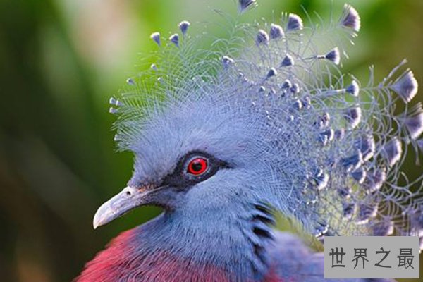 世界十大最美鸟类
