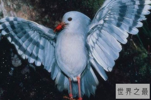 世界十大最美鸟类
