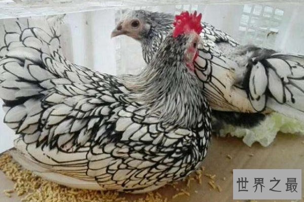 世界十大最美鸟类