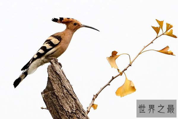 世界十大最美鸟类