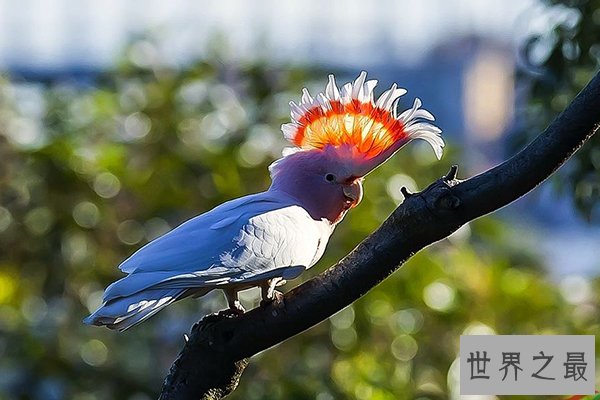 世界十大最美鸟类