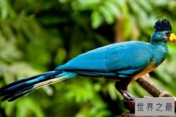 世界十大最美鸟类：第九名头戴金色“皇冠”高贵典雅