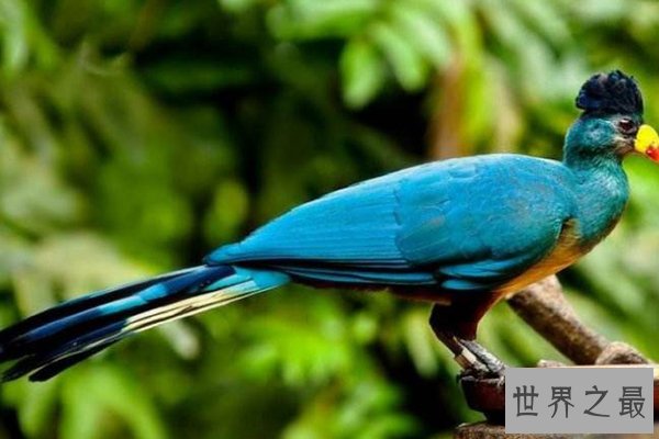 世界十大最美鸟类
