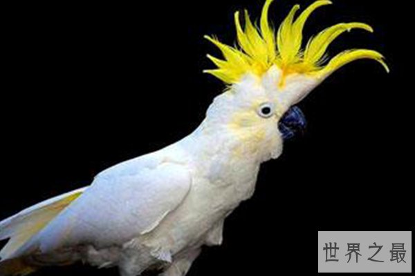 世界十大最美鸟类