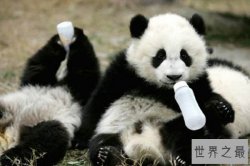 中国十大濒危物种：第三名因数量稀少被称为“水中大熊猫”