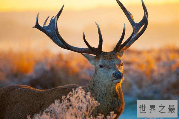 中国十大濒危物种