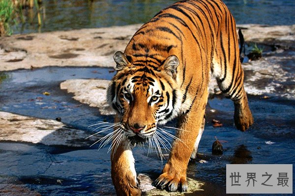 中国十大濒危物种