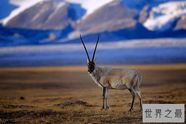 中国十大濒危物种