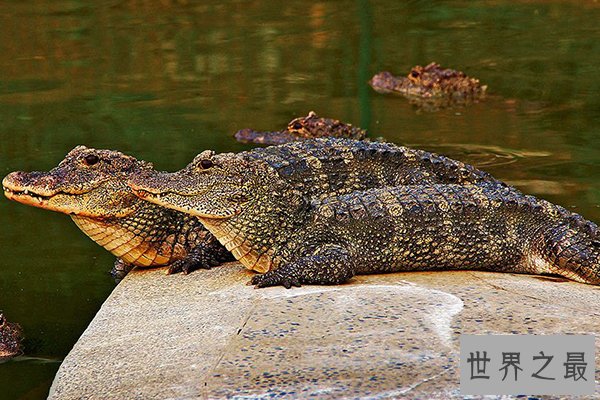 中国十大濒危物种