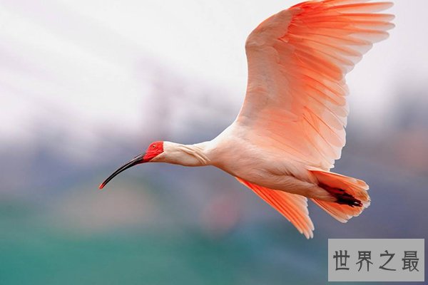 中国十大濒危物种