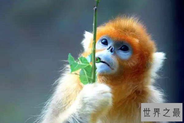 中国十大濒危物种