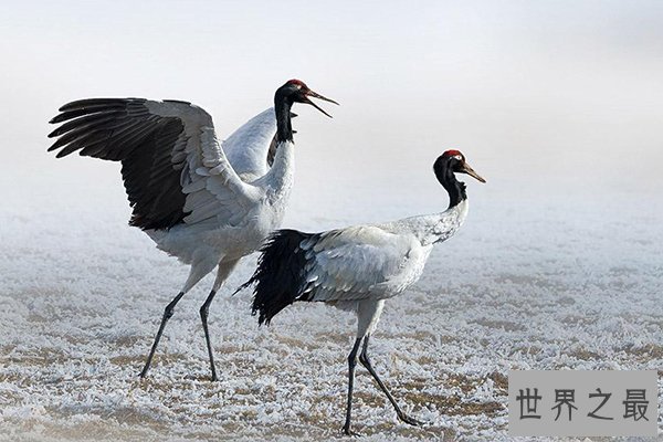 中国十大濒危物种